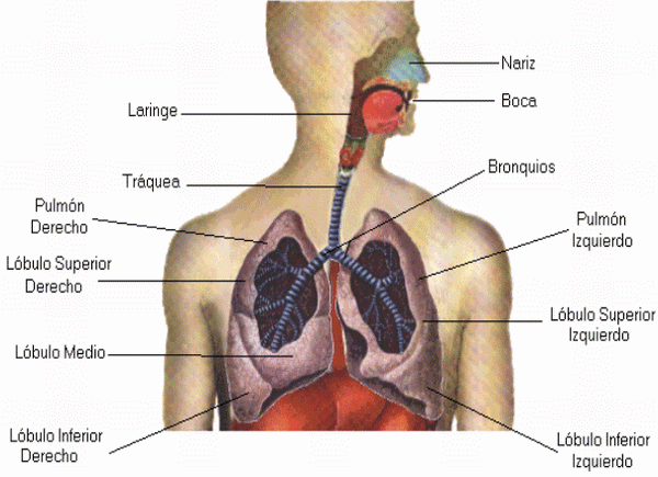 De los cargamentos duele la cabeza y el cuello detrás